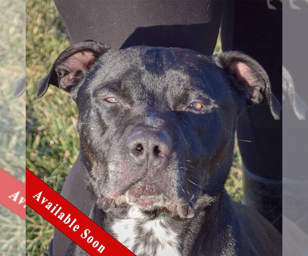 Medium Photo #1 American Bulldog-American Staffordshire Terrier Mix Puppy For Sale in Huntley, IL, USA