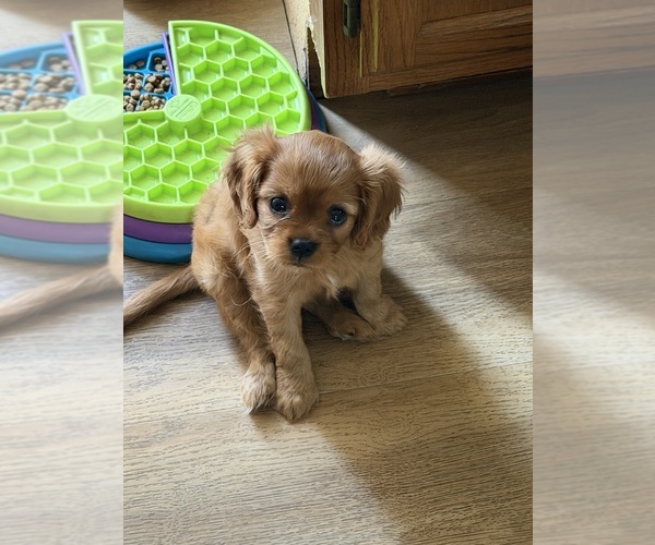 Medium Photo #15 Cavalier King Charles Spaniel Puppy For Sale in KANSAS CITY, MO, USA