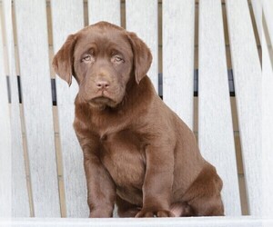 Labrador Retriever Puppy for sale in FREDERICKSBG, OH, USA