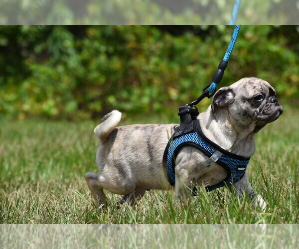 Medium Photo #5 Pug Puppy For Sale in PALM COAST, FL, USA