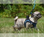 Small #4 Pug