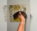 Small #1 American Bully