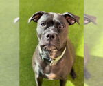 Small Boxer Mix