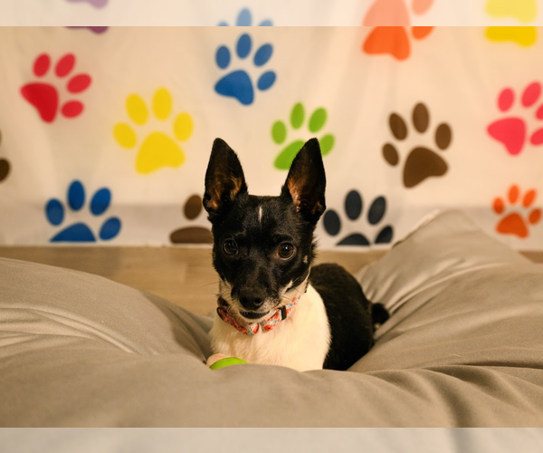 Medium Photo #2 Chihuahua-Unknown Mix Puppy For Sale in Brooklyn Center, MN, USA