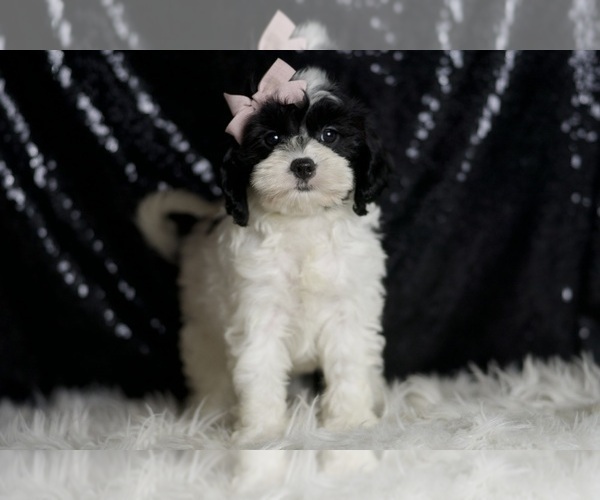 Medium Photo #3 Cavapoo Puppy For Sale in WARSAW, IN, USA