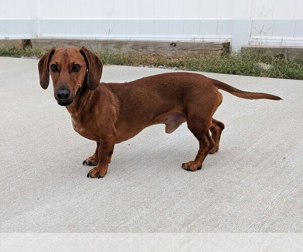 Medium Photo #4 Dachshund Puppy For Sale in Shelbyville, TN, USA