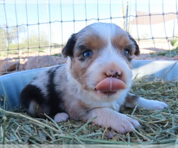 Medium Photo #8 Miniature Australian Shepherd Puppy For Sale in WITTMANN, AZ, USA