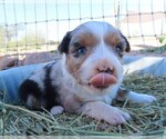 Small Photo #8 Miniature Australian Shepherd Puppy For Sale in WITTMANN, AZ, USA
