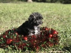 Small Photo #9 Havanese Puppy For Sale in HOUSTON, TX, USA
