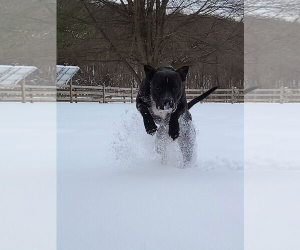 Medium Photo #1 Mutt Puppy For Sale in Hewitt, NJ, USA