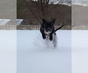 Mutt Dogs for adoption in Hewitt, NJ, USA