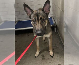 German Shepherd Dog Dogs for adoption in Stockton, CA, USA