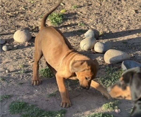 Medium Photo #3 Labrador Retriever-Rhodesian Ridgeback Mix Puppy For Sale in FRESNO, CA, USA