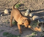 Small #2 Labrador Retriever-Rhodesian Ridgeback Mix