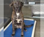 Small Labrador Retriever Mix