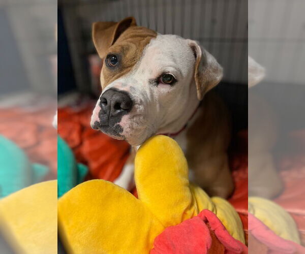 Medium Photo #2 American Bulldog-American Staffordshire Terrier Mix Puppy For Sale in Lawrenceville, NJ, USA