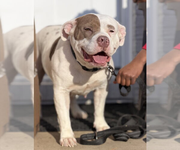 Medium Photo #1 American Pit Bull Terrier-Bull Terrier Mix Puppy For Sale in Holly Springs, NC, USA