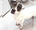 Small #2 Staffordshire Bull Terrier