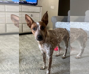 Mutt Dogs for adoption in Chandler, AZ, USA