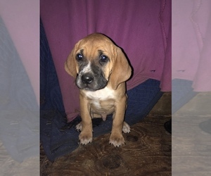 Black and Tan Coonhound-Cane Corso Mix Litter for sale in ELKHORN, WI, USA
