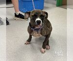 Small #2 Boxer Mix
