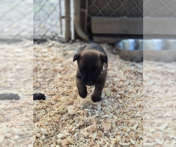 Medium Photo #4 Belgian Malinois Puppy For Sale in DIXON, CA, USA