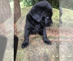 Small Photo #10 Shepradors Puppy For Sale in BURLINGTON, OR, USA