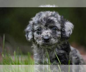 Goldendoodle-Poodle (Miniature) Mix Puppy for sale in ROWLEY, MA, USA