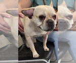Small #1 French Bulldog