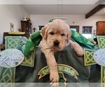 Puppy Clover English Cream Golden Retriever