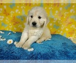Small Photo #24 English Cream Golden Retriever Puppy For Sale in PEYTON, CO, USA