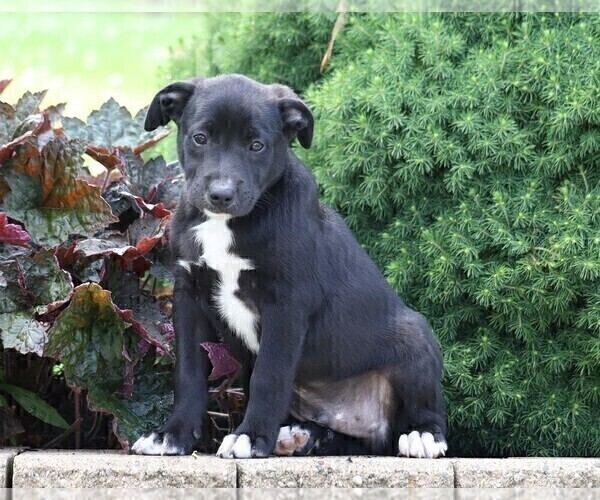 Medium Photo #3 Labrador Retriever-Unknown Mix Puppy For Sale in FREDERICKSBG, OH, USA