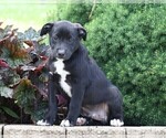 Small Photo #3 Labrador Retriever-Unknown Mix Puppy For Sale in FREDERICKSBG, OH, USA