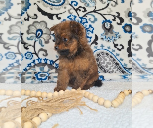 Medium Photo #8 Pomeranian-Poodle (Toy) Mix Puppy For Sale in LEWISBURG, KY, USA