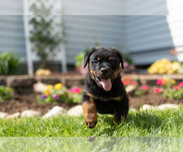 Medium Photo #7 Rottweiler Puppy For Sale in NAPPANEE, IN, USA
