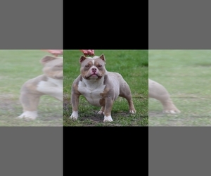 Father of the American Bully puppies born on 06/07/2019