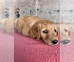 Small #11 Golden Retriever