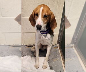 Mutt Dogs for adoption in Fairfax, VA, USA