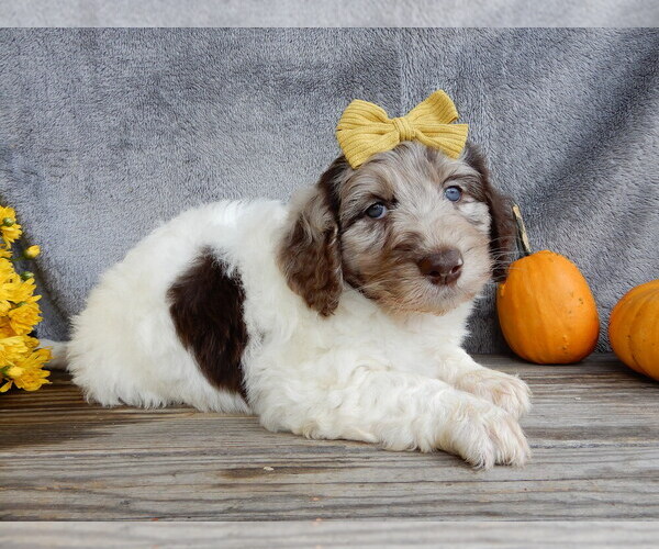 Medium Photo #1 Miniature Labradoodle Puppy For Sale in MILLERSBURG, OH, USA