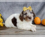 Small Miniature Labradoodle