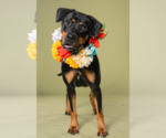 Small #2 Rottweiler