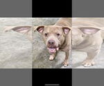 Small #4 American Pit Bull Terrier