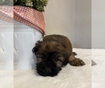 Small #4 Soft Coated Wheaten Terrier