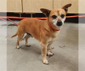 Chihuahua Dogs for adoption in Camarillo, CA, USA