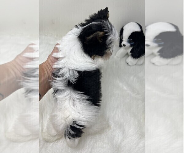 Medium Photo #4 Yorkshire Terrier Puppy For Sale in PEMBROKE PINES, FL, USA