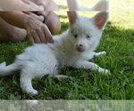 Puppy 3 Miniature Australian Shepherd