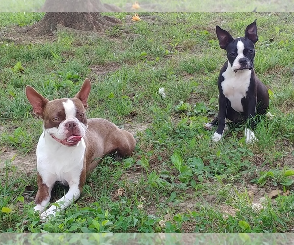 View Ad Boston Terrier Puppy for Sale near Tennessee