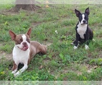 Small Photo #1 Boston Terrier Puppy For Sale in CLARKSVILLE, TN, USA