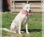 Small #2 Huskies  Mix
