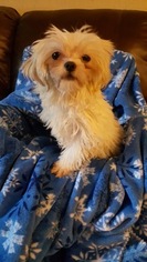 Maltipoo Puppy for sale in HILLSBORO, TX, USA